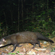 Image for article titled The Very Best Camera Trap Photography